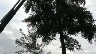 Verwijderen bomen in Tilburg